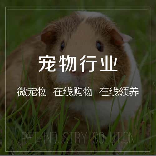 红河哈尼族彝族宠物